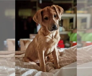 Beagle-Unknown Mix Dogs for adoption in Westminster, MD, USA