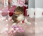 Small Photo #49 Australian Shepherd Puppy For Sale in NEW BRAUNFELS, TX, USA