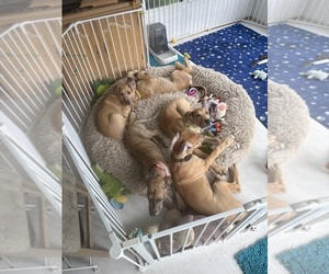 Great Dane Puppy for sale in GALLOWAY, OH, USA