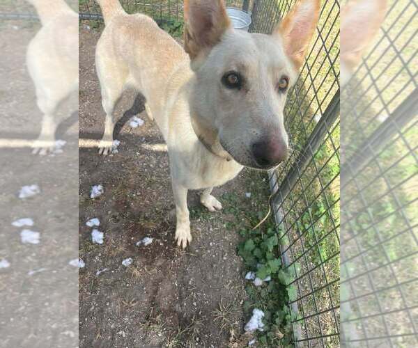 Medium Photo #2 German Shepherd Dog-Unknown Mix Puppy For Sale in Abbeville, LA, USA