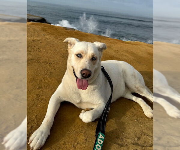 Medium Photo #3 Huskies -Labrador Retriever Mix Puppy For Sale in San Diego, CA, USA