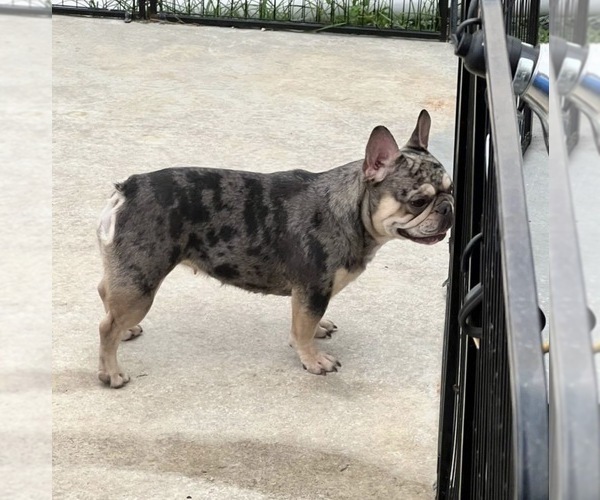 Medium Photo #1 French Bulldog Puppy For Sale in NAPLES, FL, USA