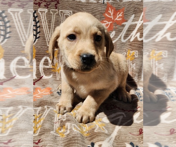 Medium Photo #1 Labrador Retriever Puppy For Sale in BLOOMSBURG, PA, USA