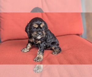 Cocker Spaniel Puppy for sale in GOSHEN, IN, USA
