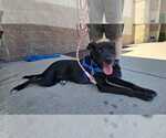 Small #12 Labrador Retriever Mix