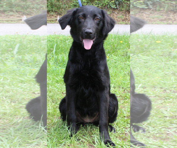 Medium Photo #4 Mutt Puppy For Sale in Prattville, AL, USA