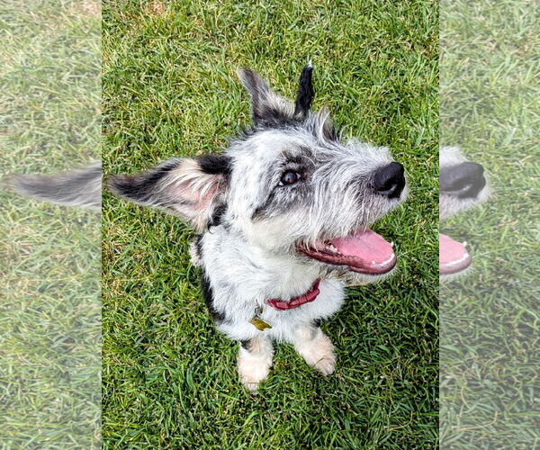 Medium Photo #7 Mutt Puppy For Sale in Sandy, UT, USA