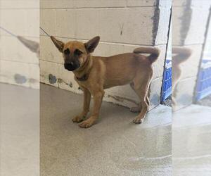 German Shepherd Dog-Unknown Mix Dogs for adoption in San Bernardino, CA, USA