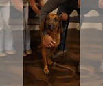 Small #10 Redbone Coonhound Mix