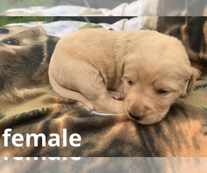 Labradoodle Puppy for sale in DIALVILLE, TX, USA