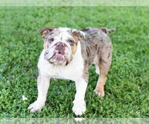 Bulldog-Unknown Mix Dogs for adoption in Brewster, NY, USA