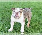 Small Bulldog Mix
