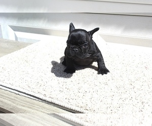 French Bulldog Puppy for sale in MABLETON, GA, USA