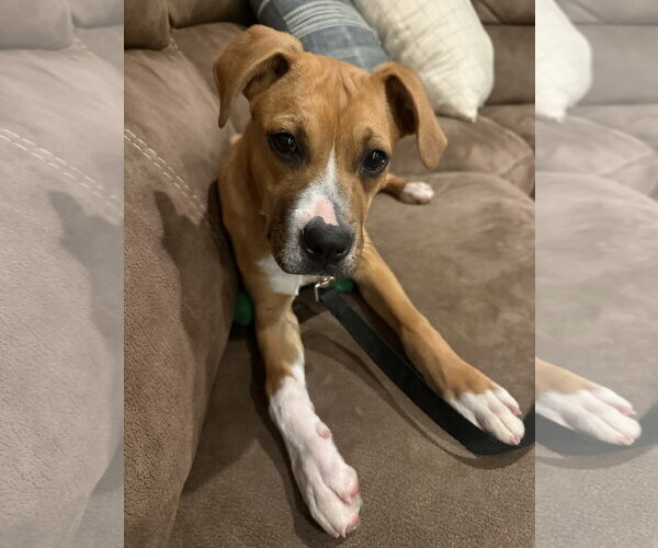Medium Photo #5 Boxer Puppy For Sale in Dumont, NJ, USA