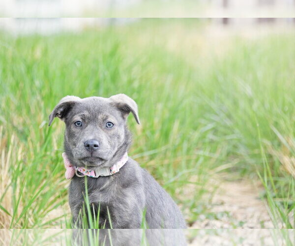 Medium Photo #1 Labrador Retriever-Unknown Mix Puppy For Sale in Sandy, UT, USA