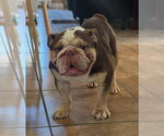 Small #1 Bulldog