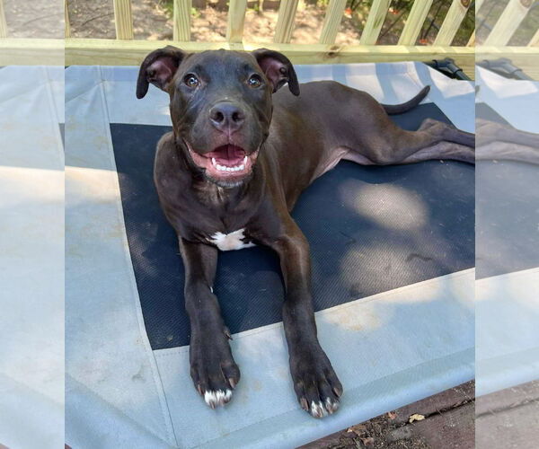 Medium Photo #16 Labrador Retriever-Unknown Mix Puppy For Sale in Mount Laurel, NJ, USA