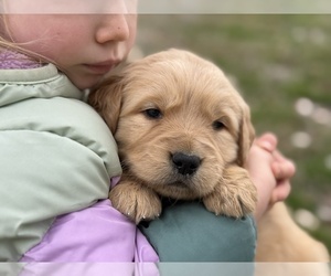 Golden Retriever Puppy for sale in DE BEQUE, CO, USA