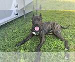 Small #2 Presa Canario Mix