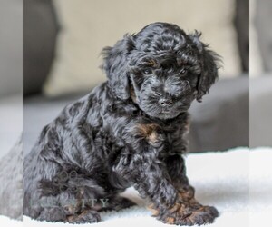 Poovanese Puppy for sale in LEBANON, PA, USA