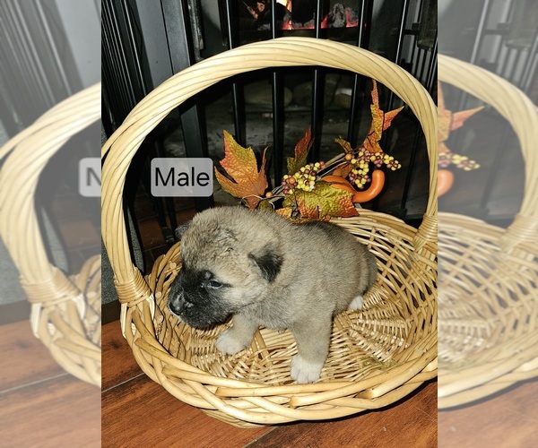 Medium Photo #9 Akita Puppy For Sale in ROSEVILLE, CA, USA