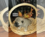 Small #8 Akita
