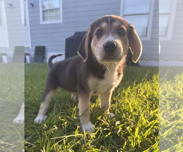 Medium Photo #3 Great Pyrenees-Unknown Mix Puppy For Sale in Houston, TX, USA