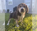 Small #2 Great Pyrenees Mix