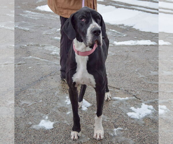 Medium Photo #3 Great Dane Puppy For Sale in Huntley, IL, USA