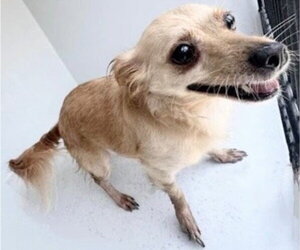 Chihuahua-Unknown Mix Dogs for adoption in Houston, TX, USA