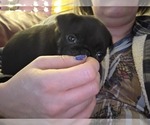 Small #8 Pug