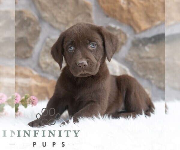 Medium Photo #3 Labrador Retriever Puppy For Sale in MIFFLINTOWN, PA, USA
