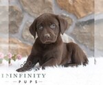 Small #2 Labrador Retriever