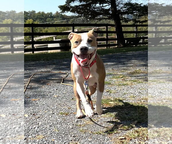 Medium Photo #2 American Pit Bull Terrier Puppy For Sale in Rockville, MD, USA