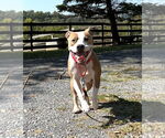 Small #1 American Pit Bull Terrier