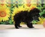 Jasper - Male Poodle (Toy) Puppy for Sale - Photo #38