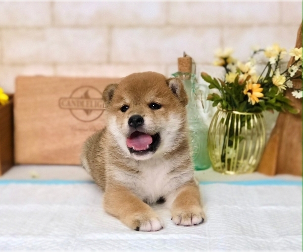 Medium Photo #1 Shiba Inu Puppy For Sale in LOS ANGELES, CA, USA