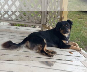 Australian Shepherd-Unknown Mix Dogs for adoption in Tabernash, CO, USA