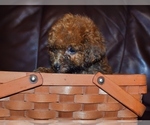 Small Photo #4 Poodle (Toy) Puppy For Sale in FORT SCOTT, KS, USA
