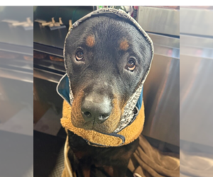 Rottweiler Dogs for adoption in Gilbert, AZ, USA