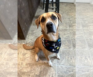 Starsky - Male Bulldog-Unknown Mix Dog for Adoption - Photo #3