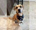 Small #2 Bulldog Mix