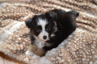 Miniature Australian Shepherd Puppy for sale in SCOTTVILLE, MI, USA
