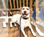Small Catahoula Leopard Dog Mix