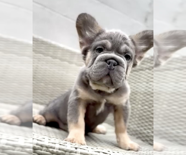 Medium Photo #15 French Bulldog Puppy For Sale in AGOURA HILLS, CA, USA