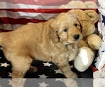 Small Photo #7 Goldendoodle Puppy For Sale in WACO, TX, USA