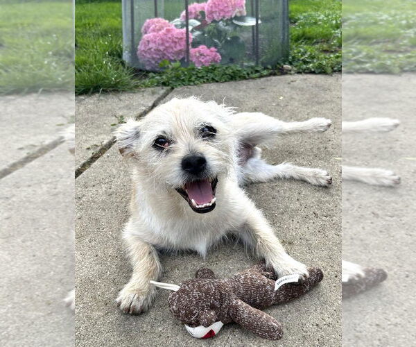 Medium Photo #5 Toxirn Puppy For Sale in Westmont, IL, USA