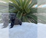 Small Photo #9 Dutch Shepherd Dog Puppy For Sale in LAS VEGAS, NV, USA