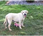 Silvermist - Female Labrador Retriever Puppy for Sale - Photo #5