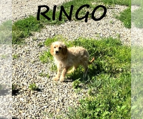 Medium Photo #2 Cavapoo Puppy For Sale in HARTLAND, MN, USA
